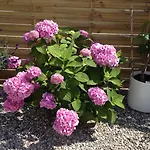 B&B Hine Bakke