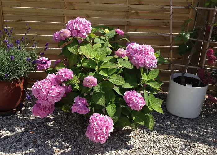 Bed & Breakfast Hine Bakke